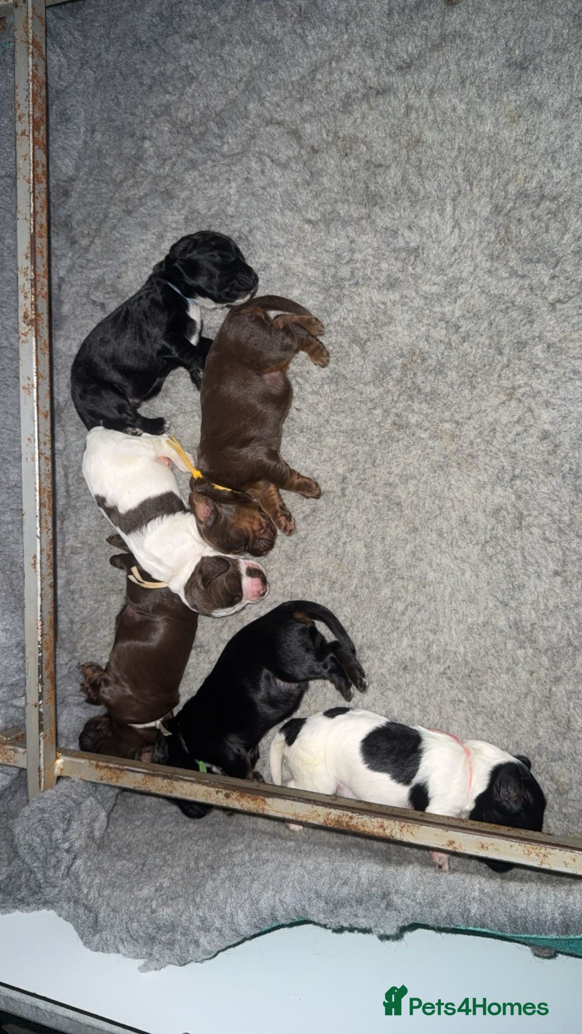 Cocker Spaniel dogs cocker spaniels  - Advert 2
