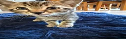 Mixed Breed cats for sale: Beautiful kittens for sale - Advert 5