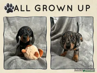 Miniature Dachshund dogs KC reg dapple and solid mini dachshunds ready now - Advert 2