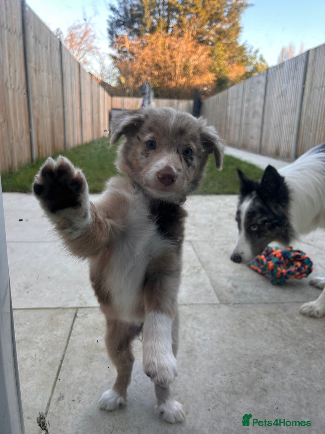Border Collie dogs for sale: 10 week old Border collie  - Advert 4