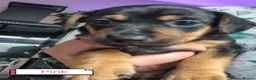 Jackshund dogs for sale: Jackhounds - Advert 5