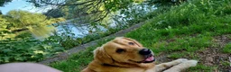 Golden Retriever dogs for stud: Charlie in Twickenham - Advert 7