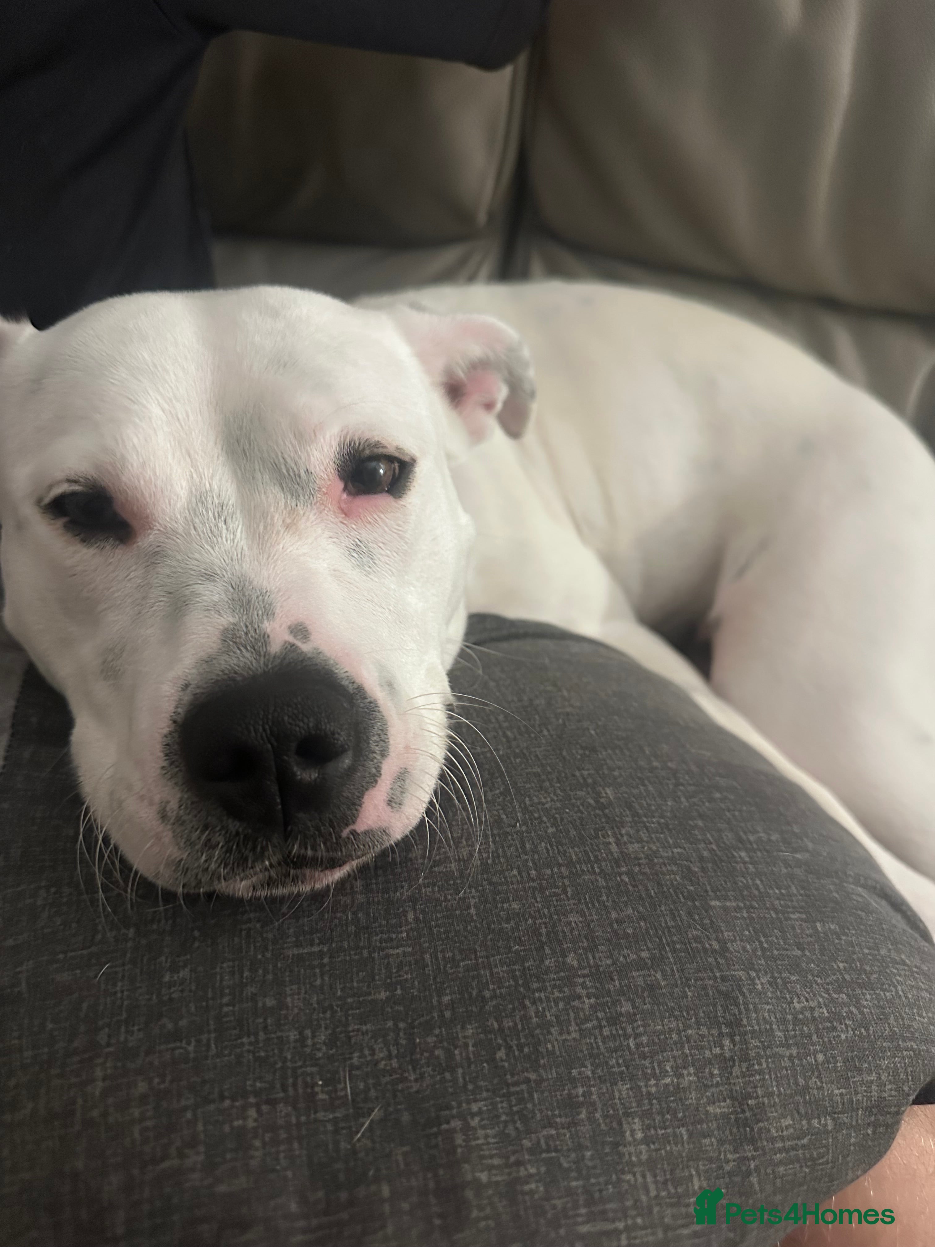 Mixed Breed dogs Daphne  - Advert 1