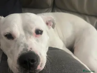 Mixed Breed dogs Daphne - Advert 1