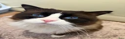 Ragdoll cats for sale: Beautiful Ragdoll Type kittens HCM and PKD free  - Advert 18