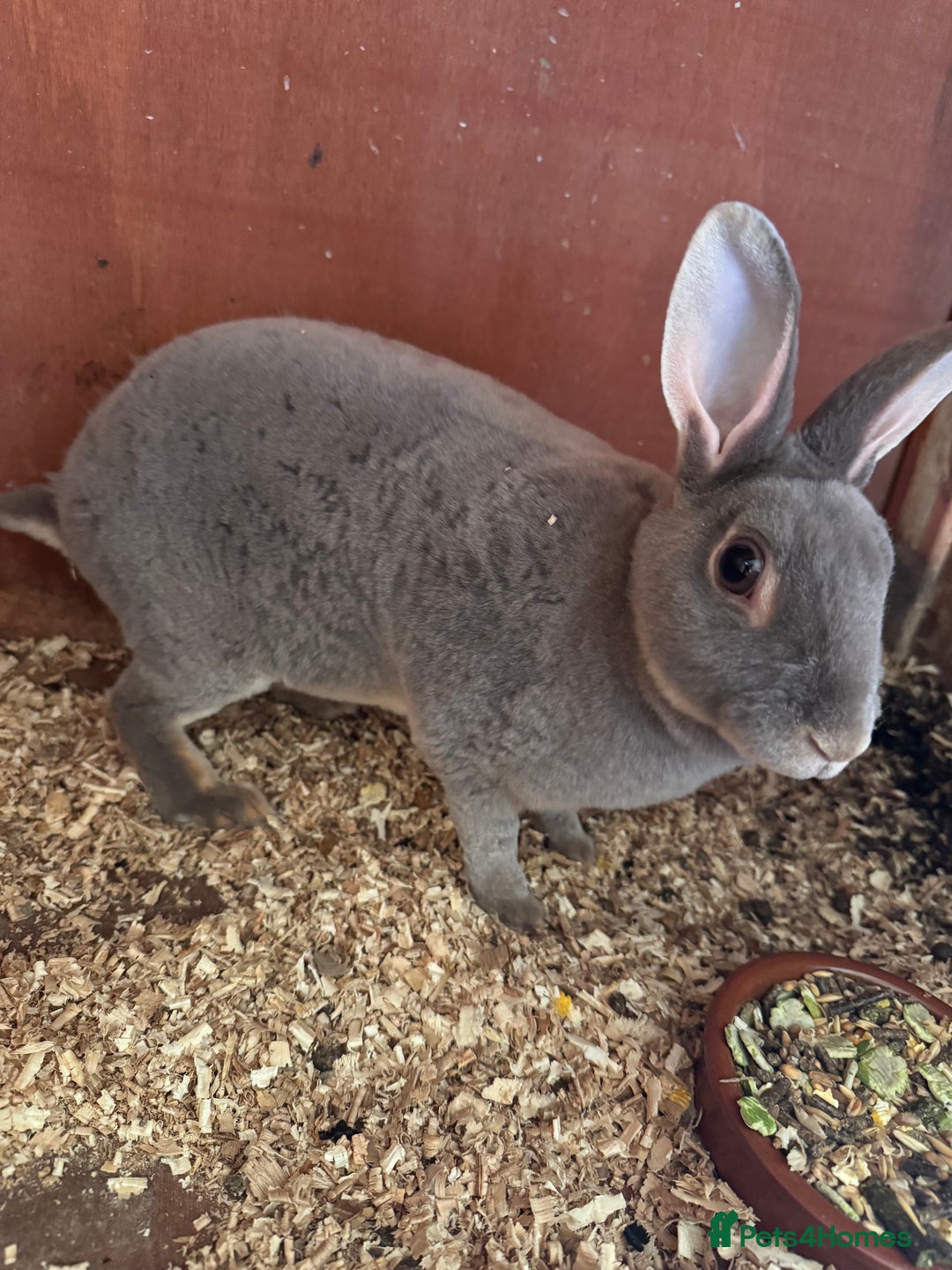 Rex rabbits for sale: mini rex does  - Image 2