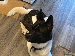 Akita dogs Beautiful American Akita Male 4 Years Old - Advert 10