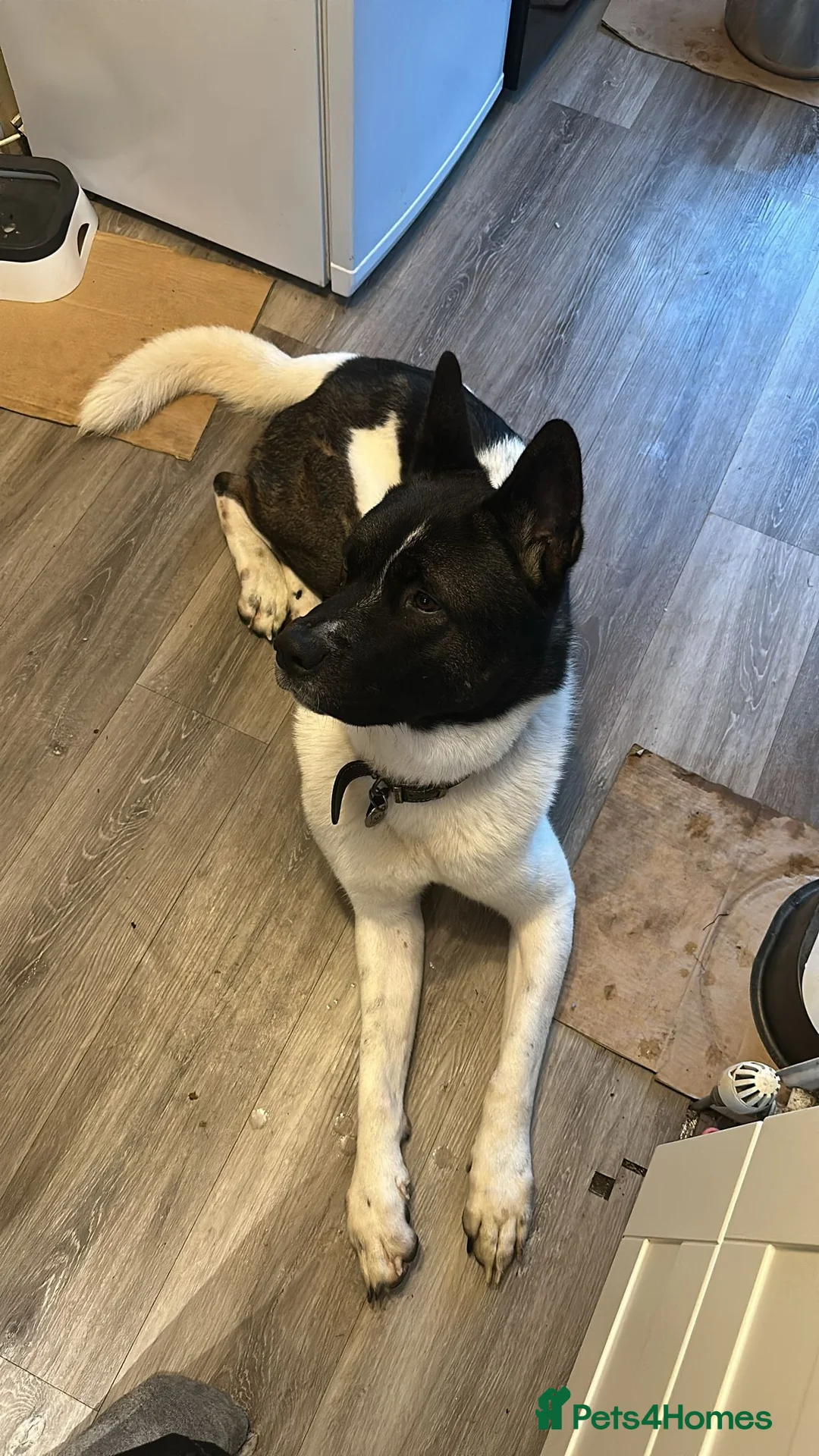 Akita dogs for sale: Beautiful American Akita Male 4 Years Old - Advert 1