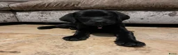 Labrador Retriever dogs for sale: Stunning Pedigree Black Labrador Puppies - Advert 1