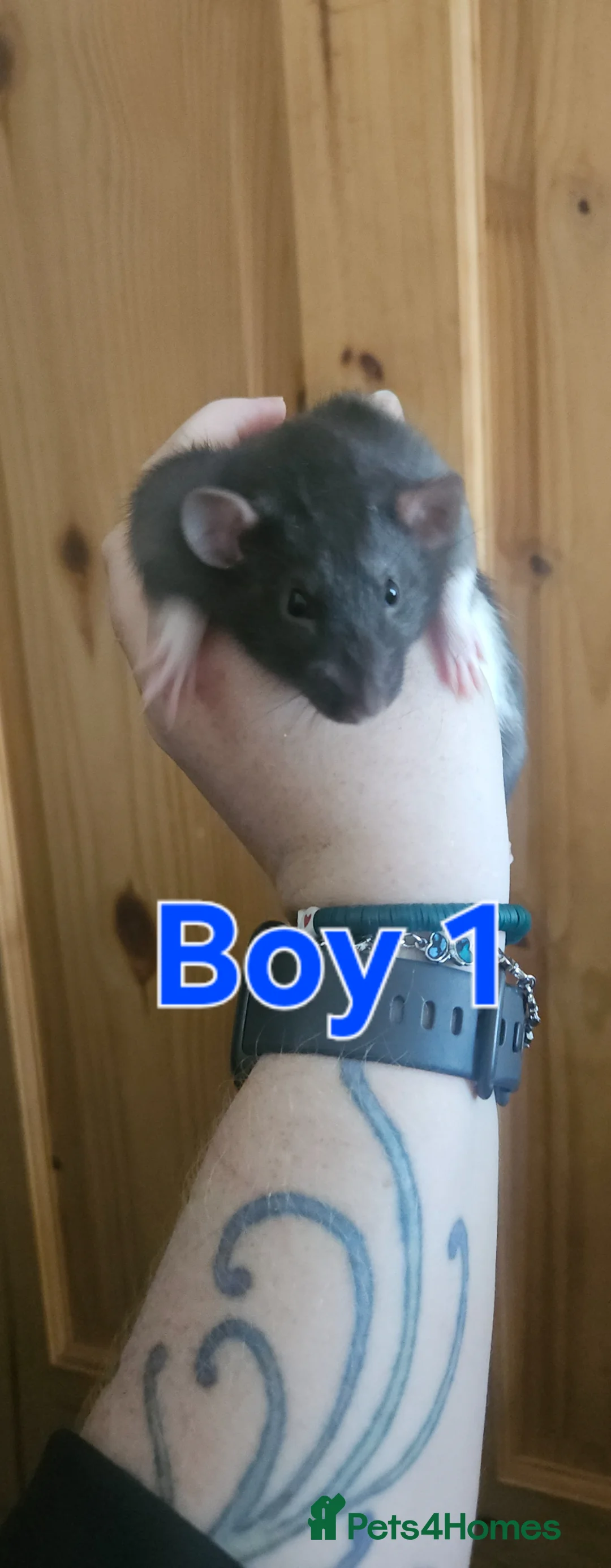 Rat rodents for sale: Male rats available - Advert 2