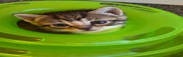 Mixed Breed cats for sale: Gorgeous Tabby Girl - Advert 4