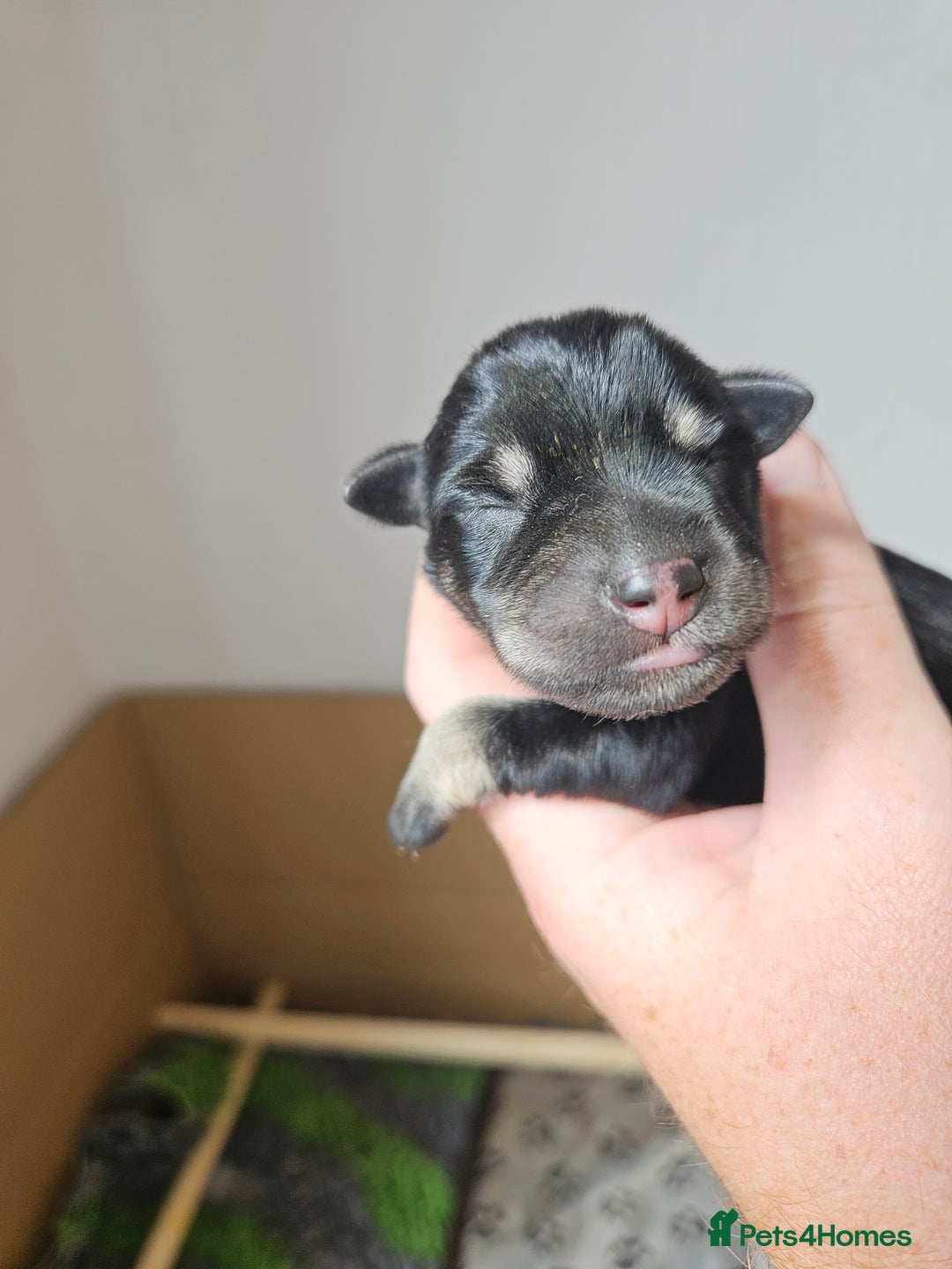 Miniature Schnauzer dogs for sale: Miniature schnauzer's due, KC, Mac, low COI - Image 14
