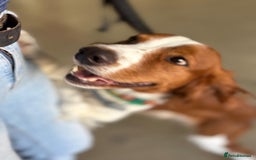 Brittany Spaniel dogs for adoption: Elvis, Brittany Cross, aged 1 in Bedford - Image 14