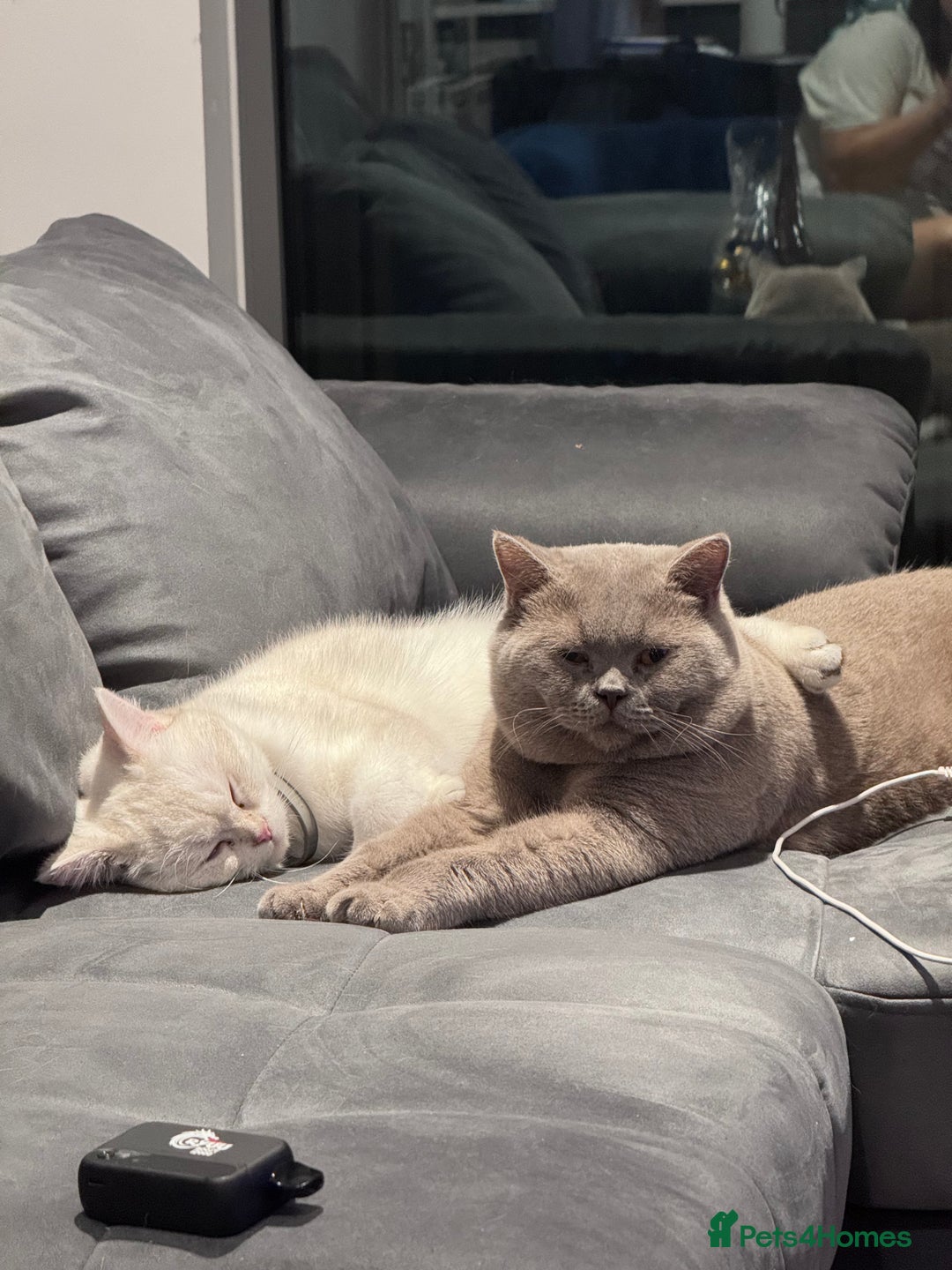 British Shorthair cats for sale: 2 BSH cat for sale - Advert 18