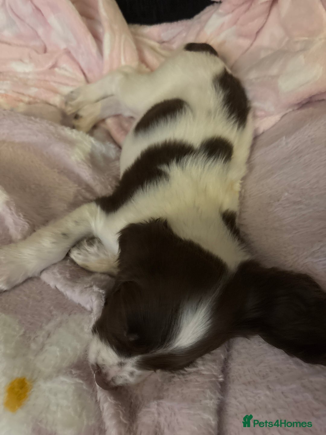 Cocker Spaniel dogs for sale: Cocker spaniel pup  - Advert 2