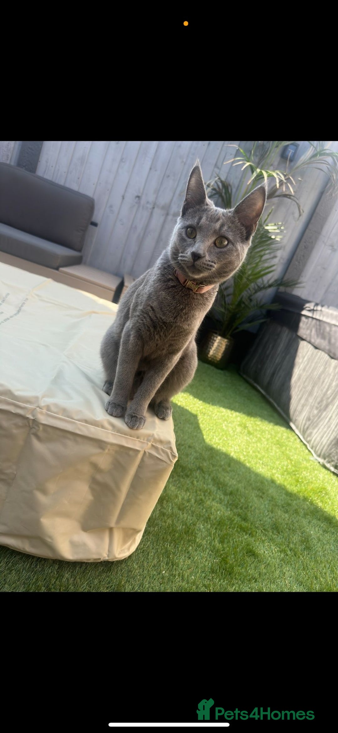 Mixed Breed cats for sale: British blue cross Russian blue  - Advert 5