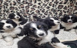 Mixed Breed dogs for sale: Bernewfie pups - Image 1