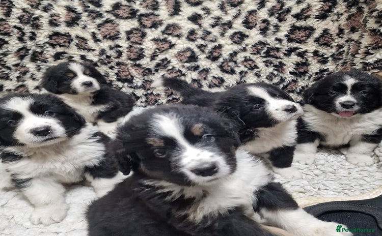 Mixed Breed dogs - Advert 3