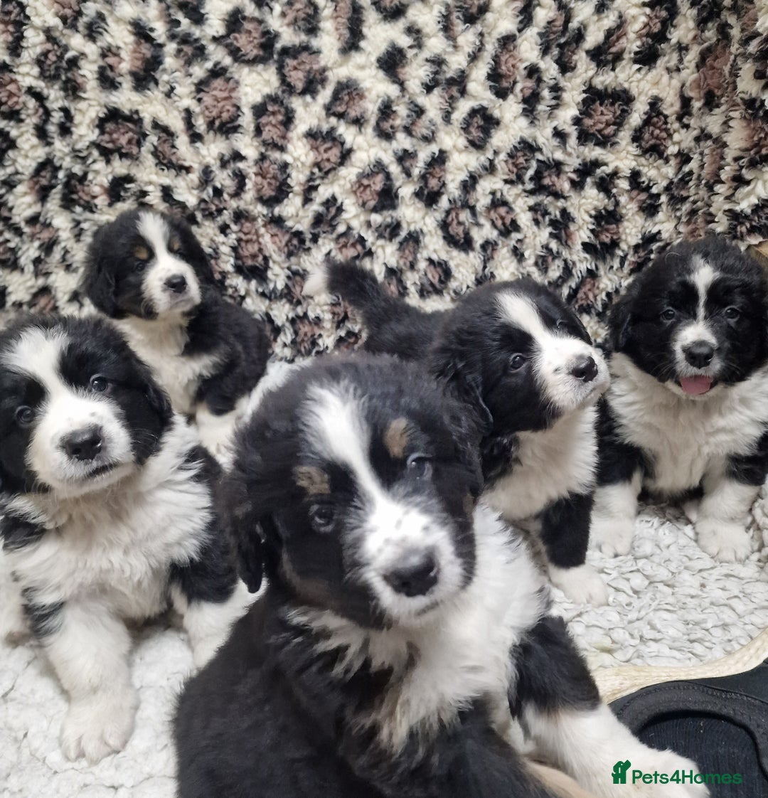 Mixed Breed dogs for sale: Bernewfie pups - Image 1