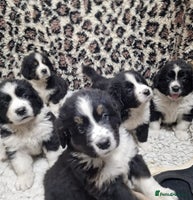 Mixed Breed dogs - Advert 15