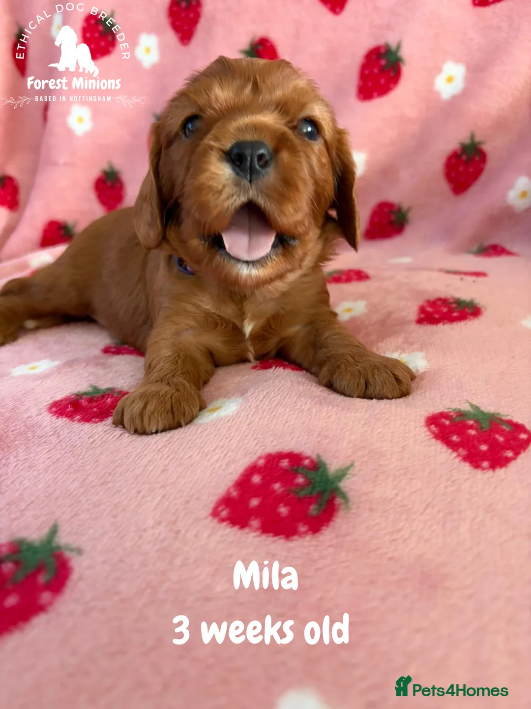 Cavalier King Charles Spaniel dogs for sale: Beautiful KC Cavalier King Charles Spaniel puppies - Advert 14