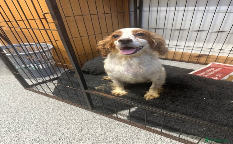 Cocker Spaniel dogs - Advert 13