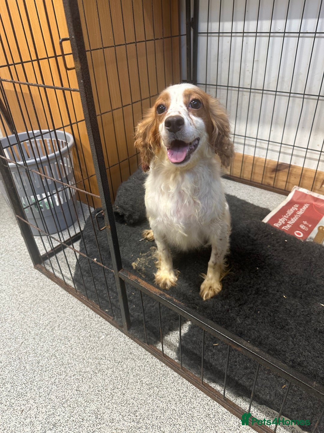 Cocker Spaniel dogs for sale: Kc reg . Lemon/white cocker bitch. 4 year old - Image 1