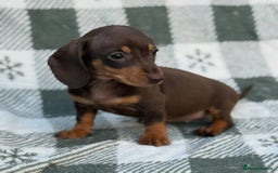 Miniature Dachshund dogs for sale: KC Reg Miniature Dachshund Puppies  - Image 13