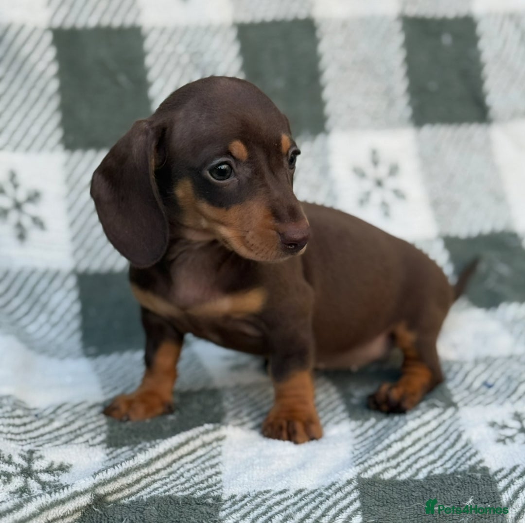 Miniature Dachshund dogs for sale: KC Reg Miniature Dachshund Puppies  - Image 13
