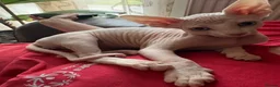 Sphynx cats for sale: Beautiful Sphynx Boy 😊 - Advert 6