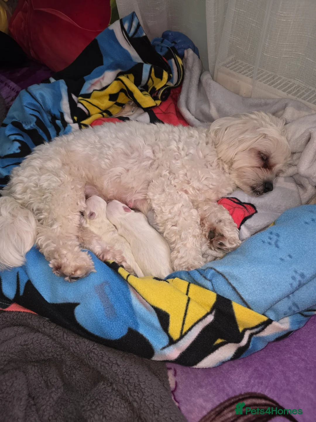 Bichon Frise dogs for sale: Small puppy for sale  - Advert 2