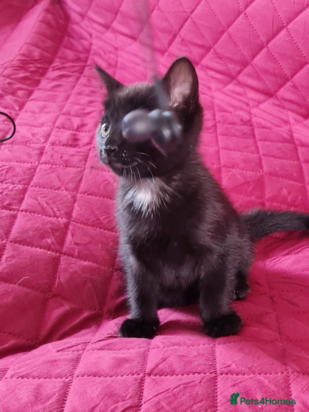 Mixed Breed cats for sale: Mixed kitten looking for new home - Image 1