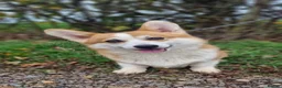 Welsh Corgi Pembroke dogs for sale: KC registered Pembroke Corgis health tested  - Advert 5