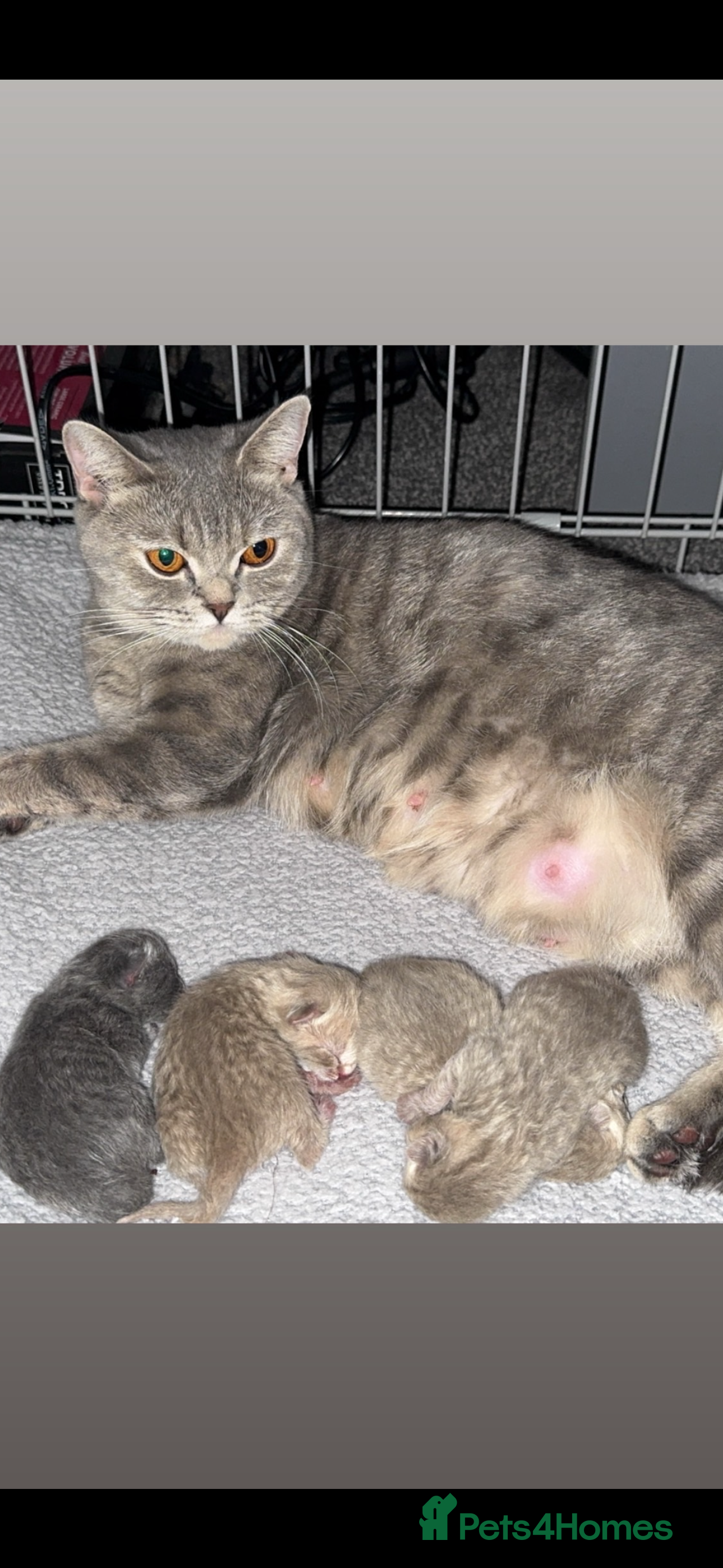 British Shorthair cats Bsh kittens  in Sheffield - Advert 4