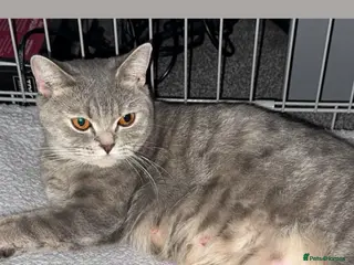 British Shorthair cats Bsh kittens in Sheffield - Advert 5