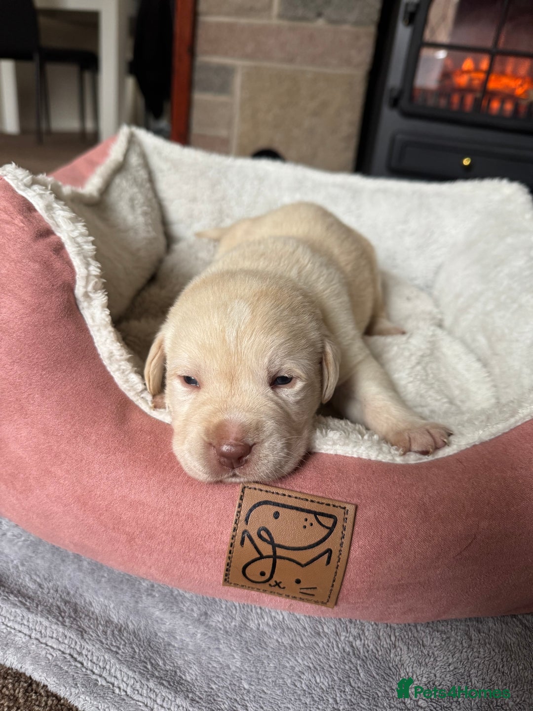 Labrador Retriever dogs for sale: Lablador retriever puppy’s  - Image 4
