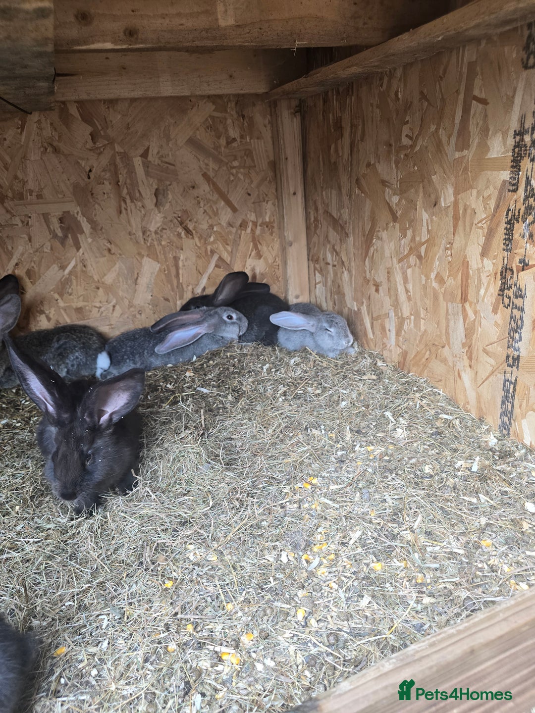 Continental Giant rabbits for sale: giant content - Image 2