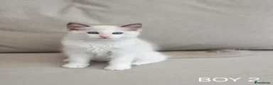 Ragdoll 2