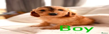 Cockapoo 2