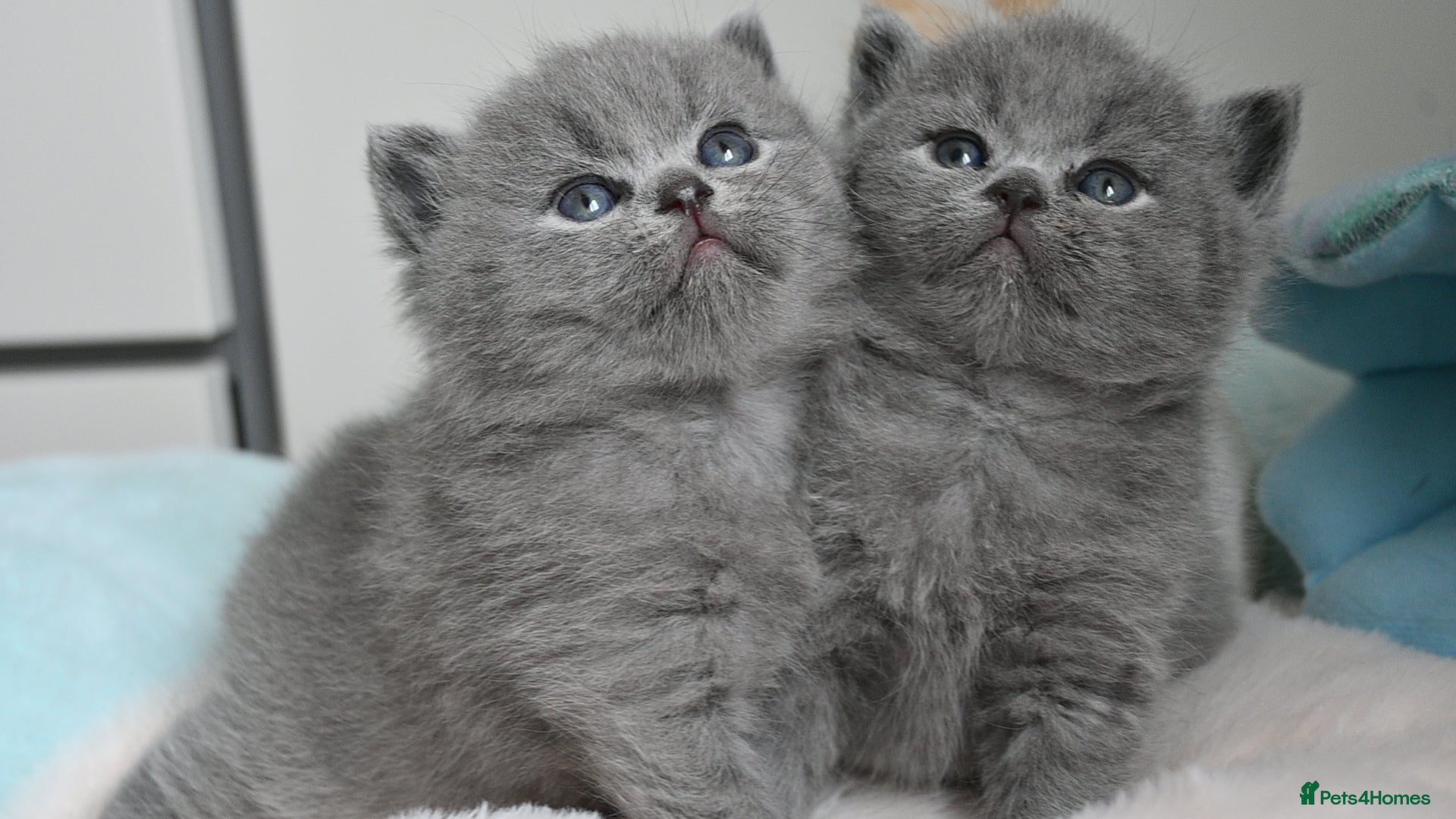 British Shorthair cats for sale: Blue BSH kittens excellent quality Tica reg - Advert 5