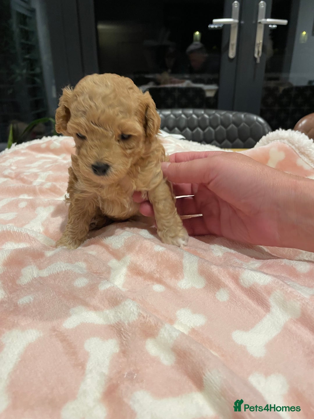 Maltipoo dogs for sale: We have six beautiful Malti-Poo’s - Image 17