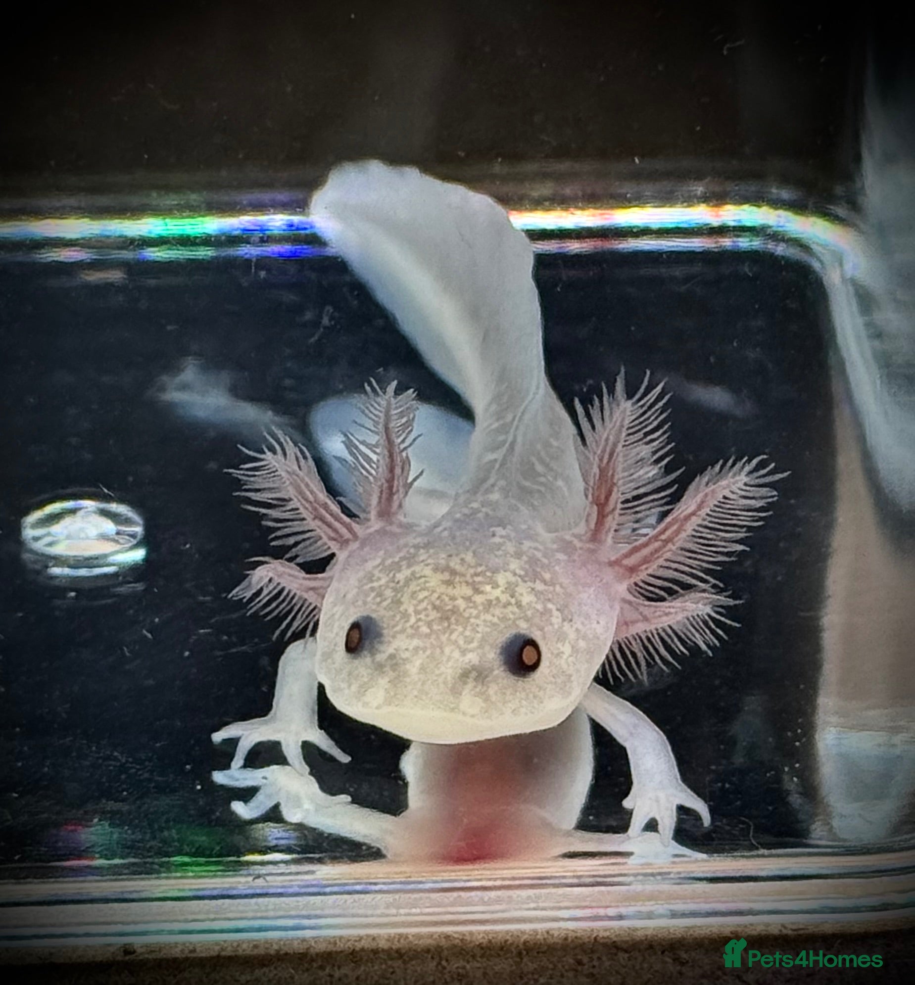Axolotl reptiles Axolotl juveniles  - Advert 1