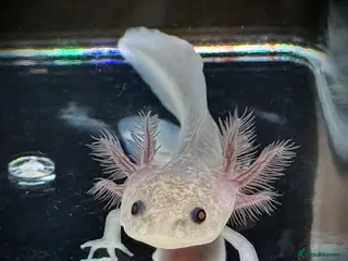 Axolotl reptiles Axolotl juveniles - Advert 1
