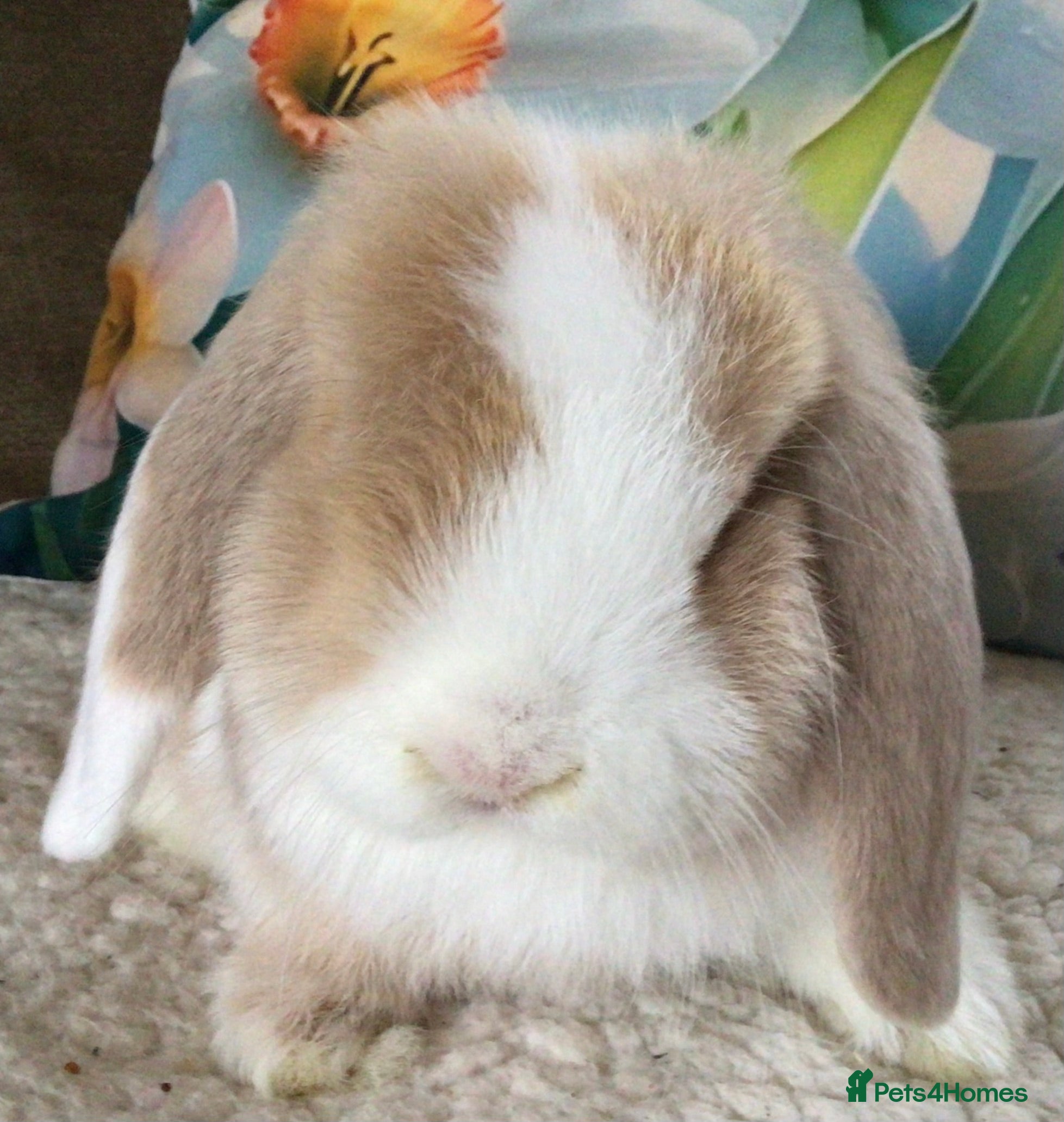 Mini Lop rabbits Mini lop buck - Advert 1