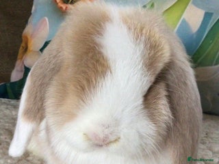Mini Lop rabbits Mini lop buck - Advert 3