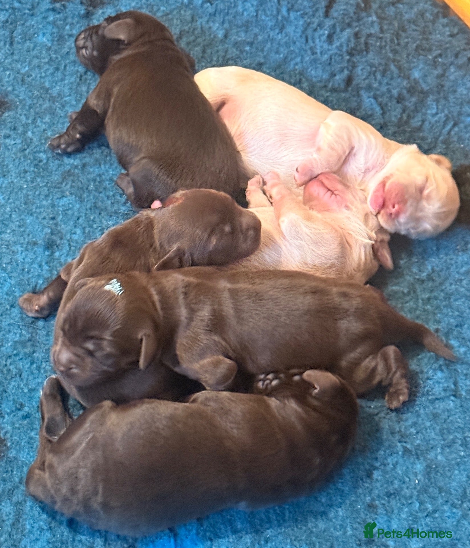 Australian Labradoodle dogs     🐾 Adorable Australian Labradoodle Puppies  - Advert 1
