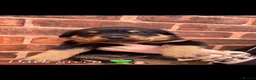 Rottweiler dogs for sale: Rottweiler puppies! - Advert 7