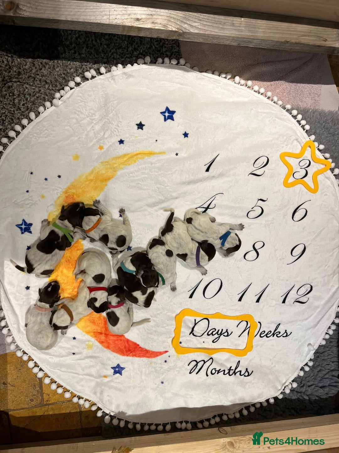 German Wirehaired Pointer dogs for sale: German Wirehaired Pointer pups - ready soon! - Advert 7