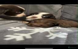Cocker Spaniel dogs for sale: Cocker Spaniel Puppy’s  - Image 8