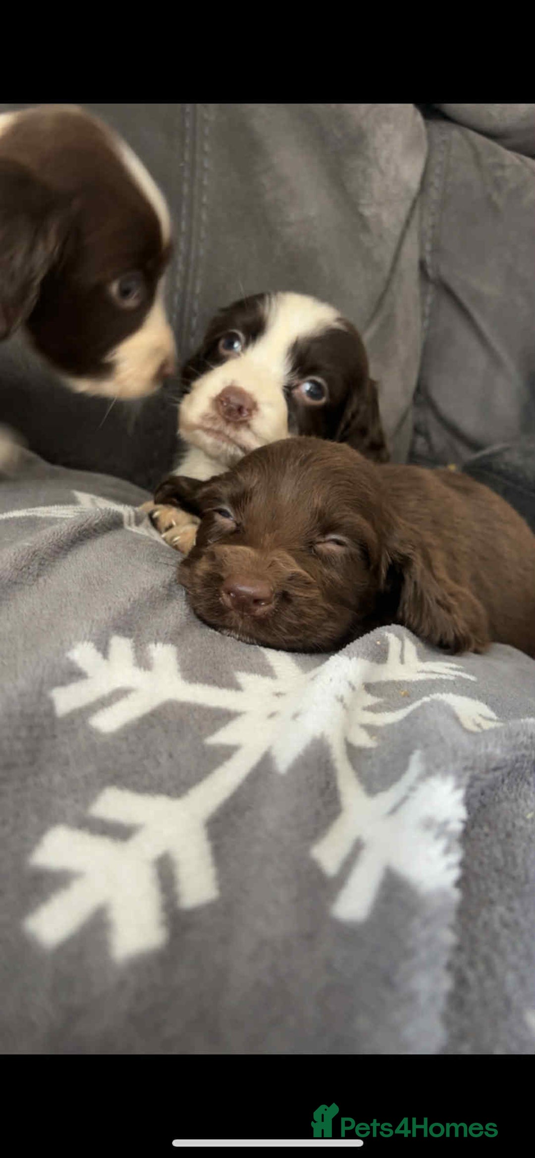 Cocker Spaniel dogs for sale: Cocker Spaniel Puppy’s  - Image 8